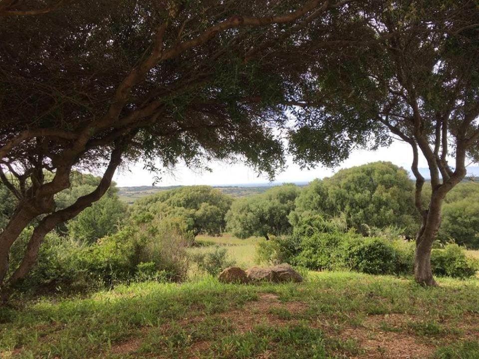 Agriturismo Gli Olivastri, Appartamento La Rosa Dei Venti Con Piscina E Solarium , Vista Mare ,Climatizzatore ,Wifi Aglientu Exteriör bild